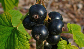 Ribes nigrum